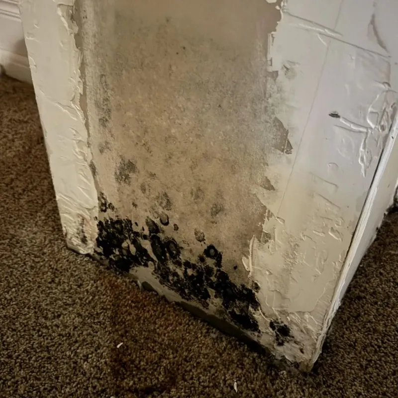 Professional Mold Removal in Warren County, IA